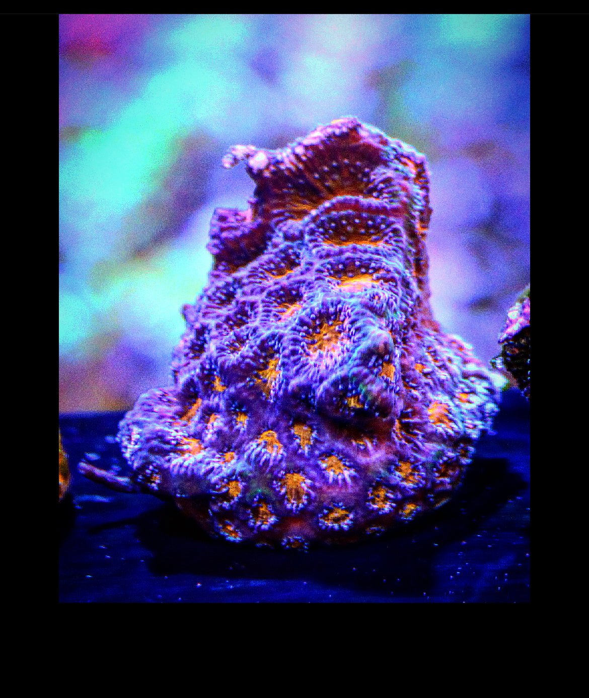 John Deere Leptoseris - Royal Reef