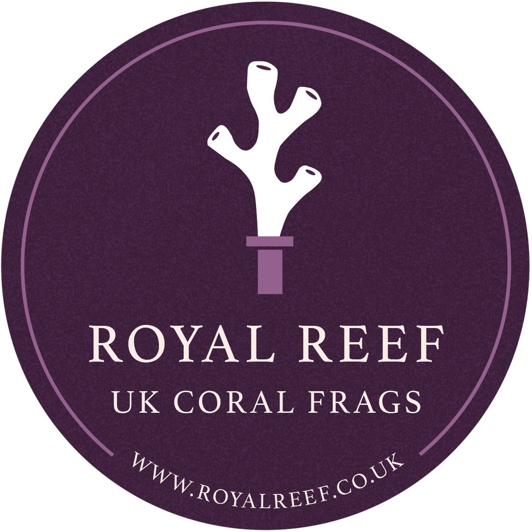 Kenya Tree – Royal Reef