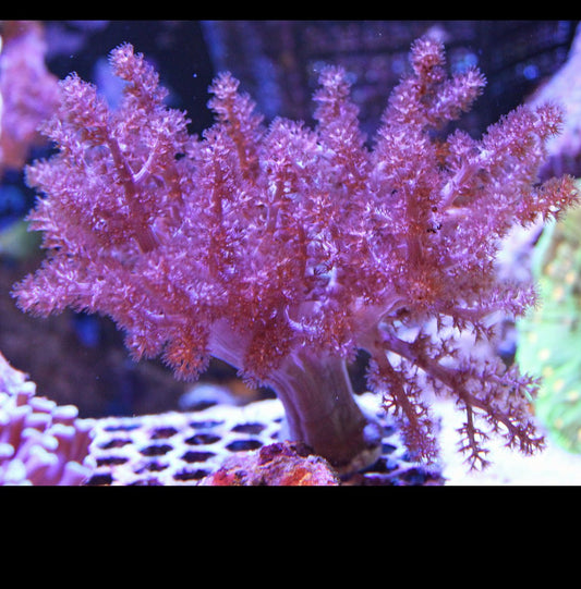 Kenya Tree Standard Purple - Royal Reef