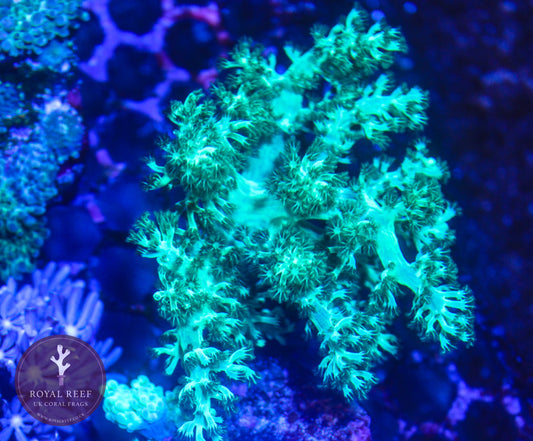 Kenya Tree - Toxic Green - Royal Reef