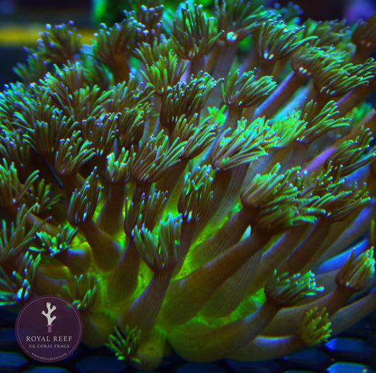 Long Green Tenticle Goni - Royal Reef