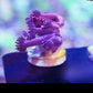 Long Red Gonipora - Royal Reef