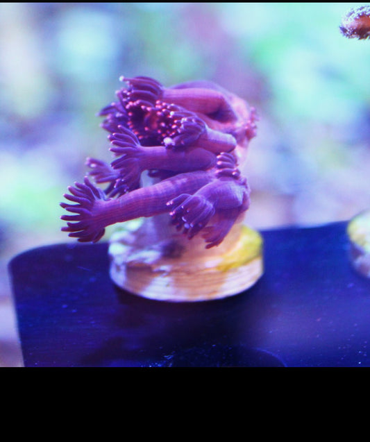 Long Red Gonipora - Royal Reef