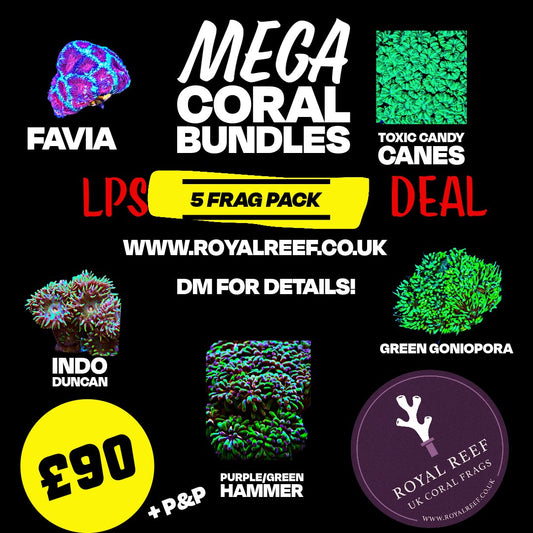 LPS CORAL 5 PACK £90 - Royal Reef
