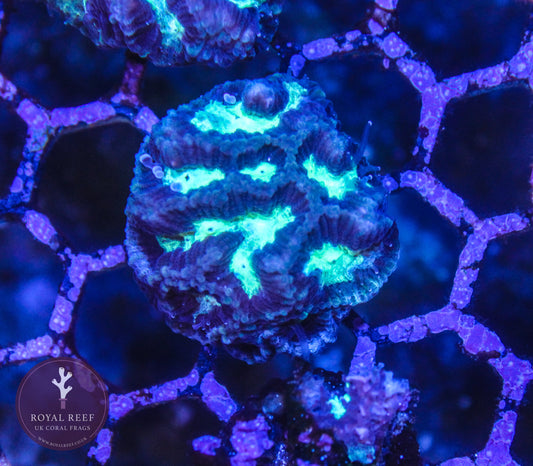 Maze Coral - Royal Reef