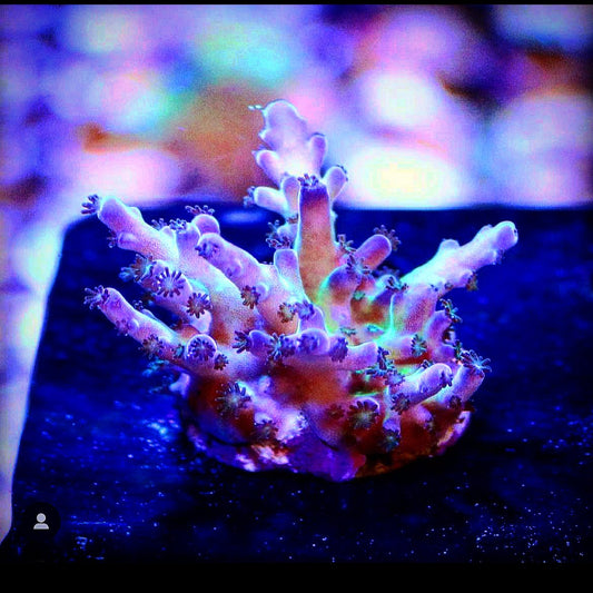 Migi Tort Acropora (Cali) - Royal Reef