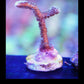 Mint Green Birdsnest Coral - Royal Reef