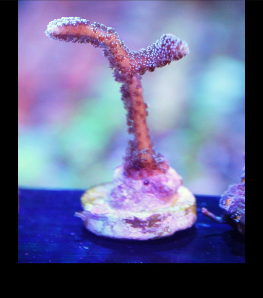 Mint Green Birdsnest Coral - Royal Reef