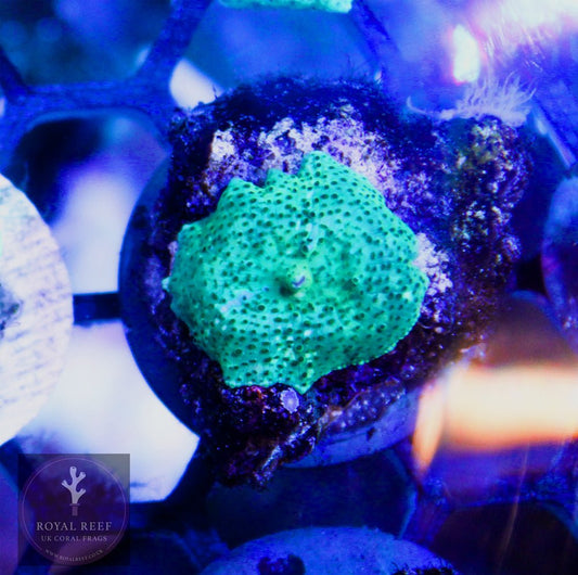 Mint Green Discosoma - Royal Reef