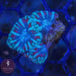 Mint Green/Red Acan - Royal Reef