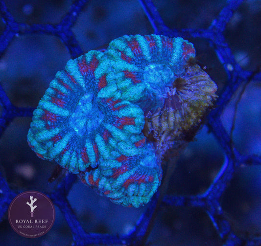 Mint Green/Red Acan - Royal Reef