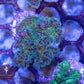 Multicoloured Pocillopora - Royal Reef
