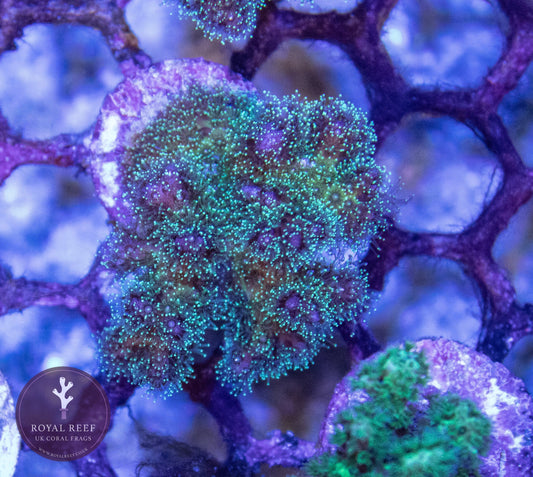 Multicoloured Pocillopora - Royal Reef