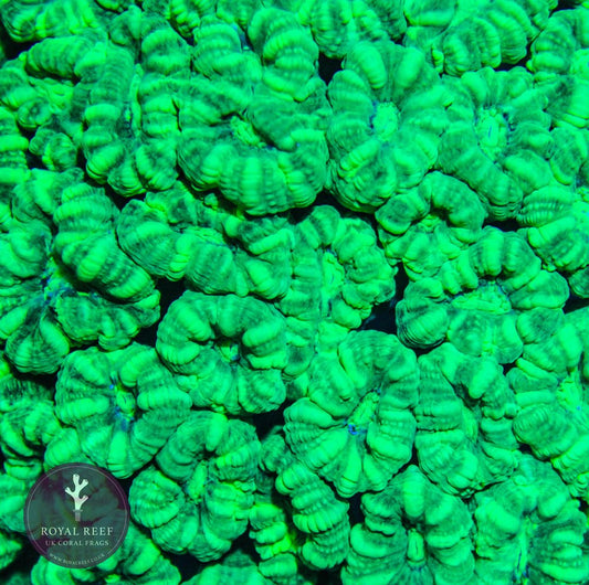 Neon Green Candy Cane - Royal Reef