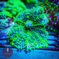 Neon Green Rhodactis - Royal Reef
