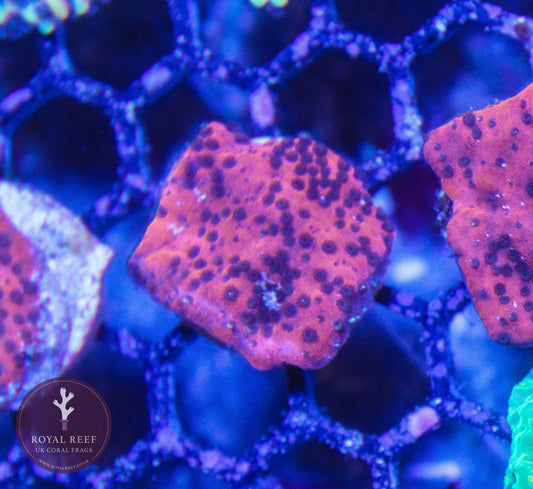 Neon Orange/Red Encrusting Montipora - Royal Reef