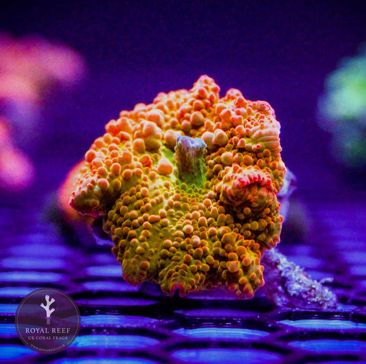 Orange Jawbreaker Discosoma - Royal Reef