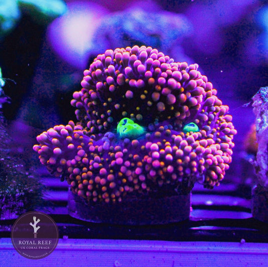 Orange Purple Florida Ricordea - Royal Reef