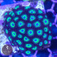 Orbitrons Zoa 3+ Heads - Royal Reef
