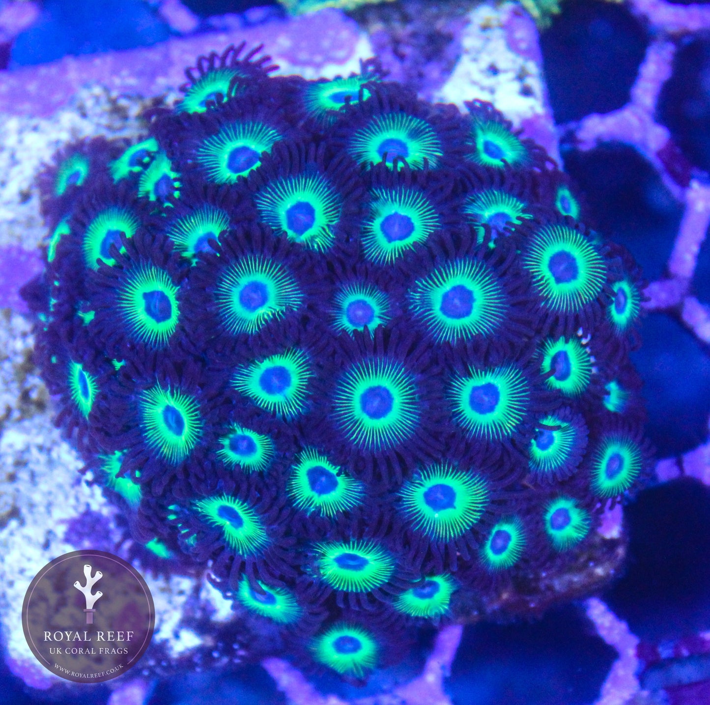 Orbitrons Zoa 3+ Heads - Royal Reef