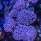 Pink Hammer - Royal Reef