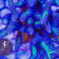Ponape Birdsnest Coral - Royal Reef