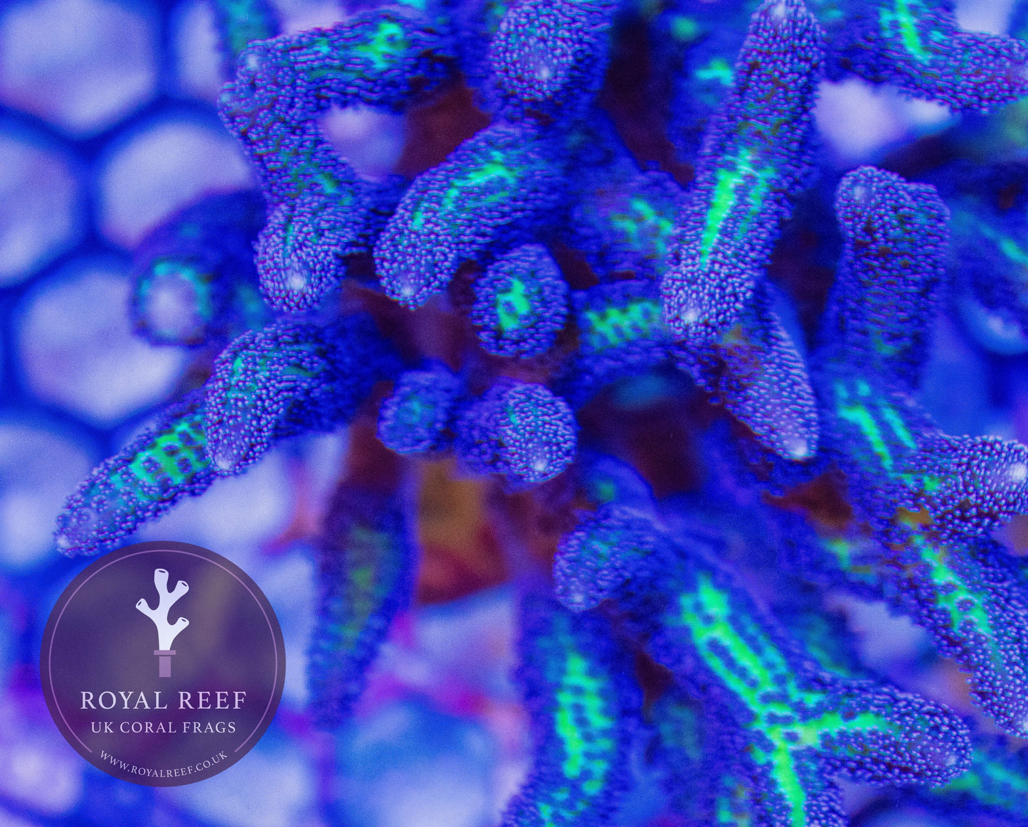 Ponape Birdsnest Coral - Royal Reef