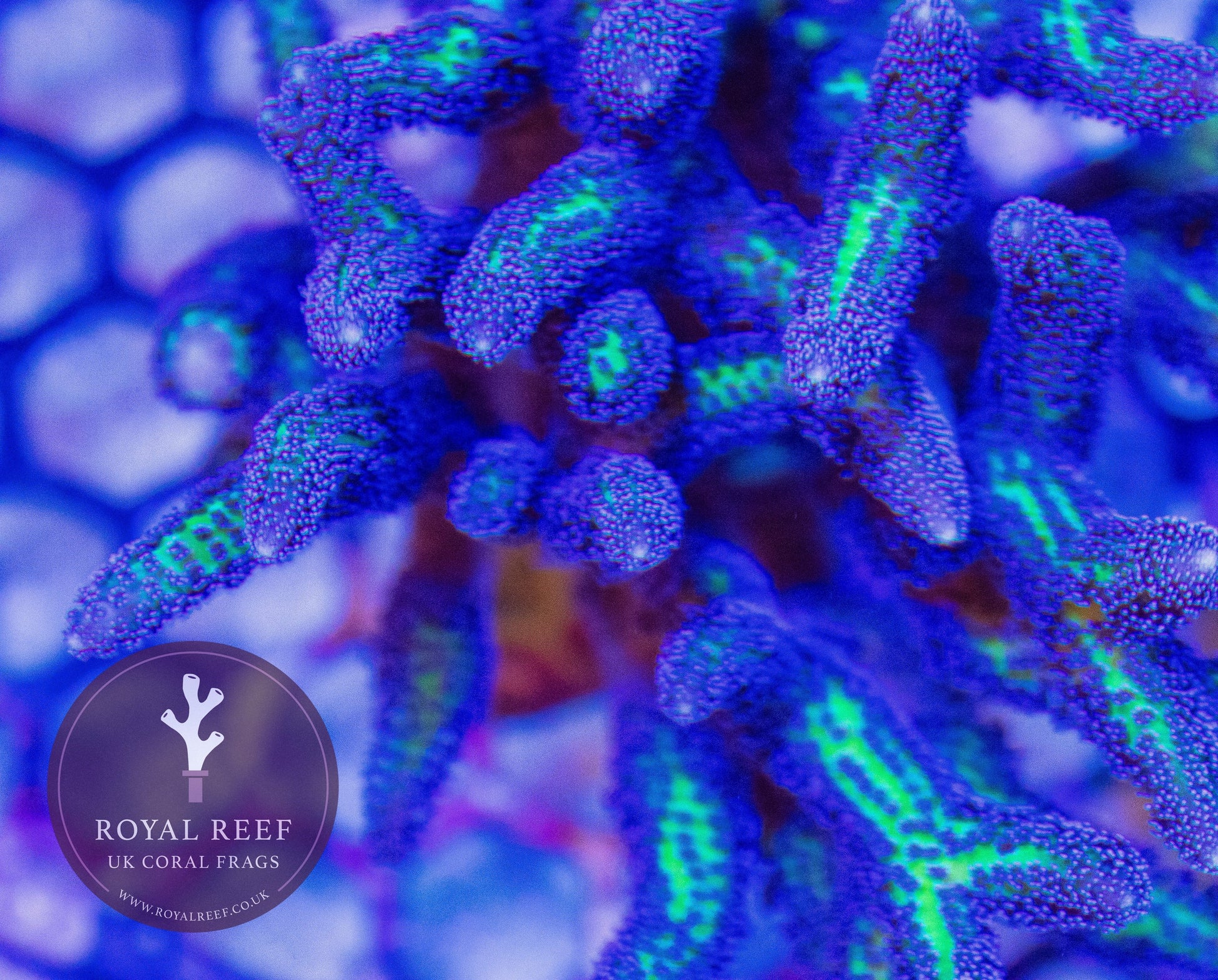 Ponape Birdsnest Coral - Royal Reef