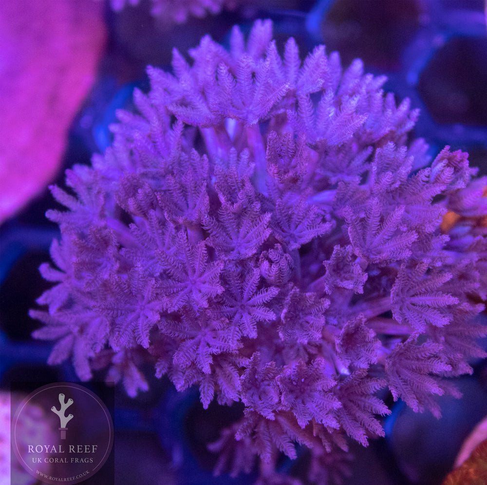 Pulsing Xenia Royal Reef
