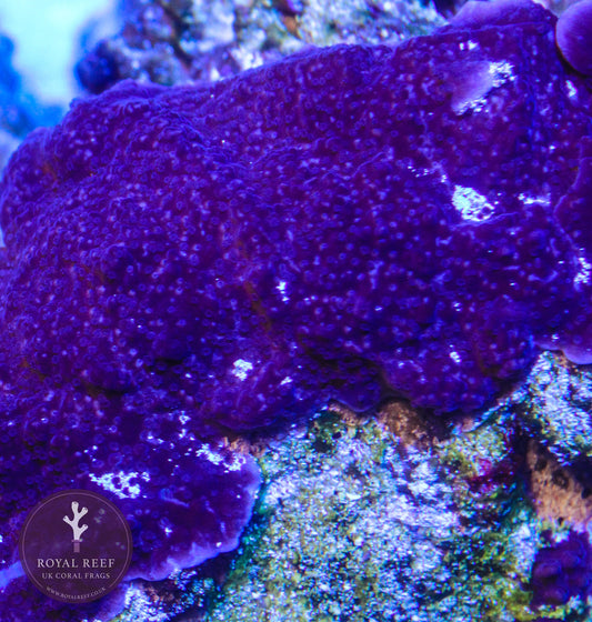 Purple Cadbury Plating Montipora - Royal Reef