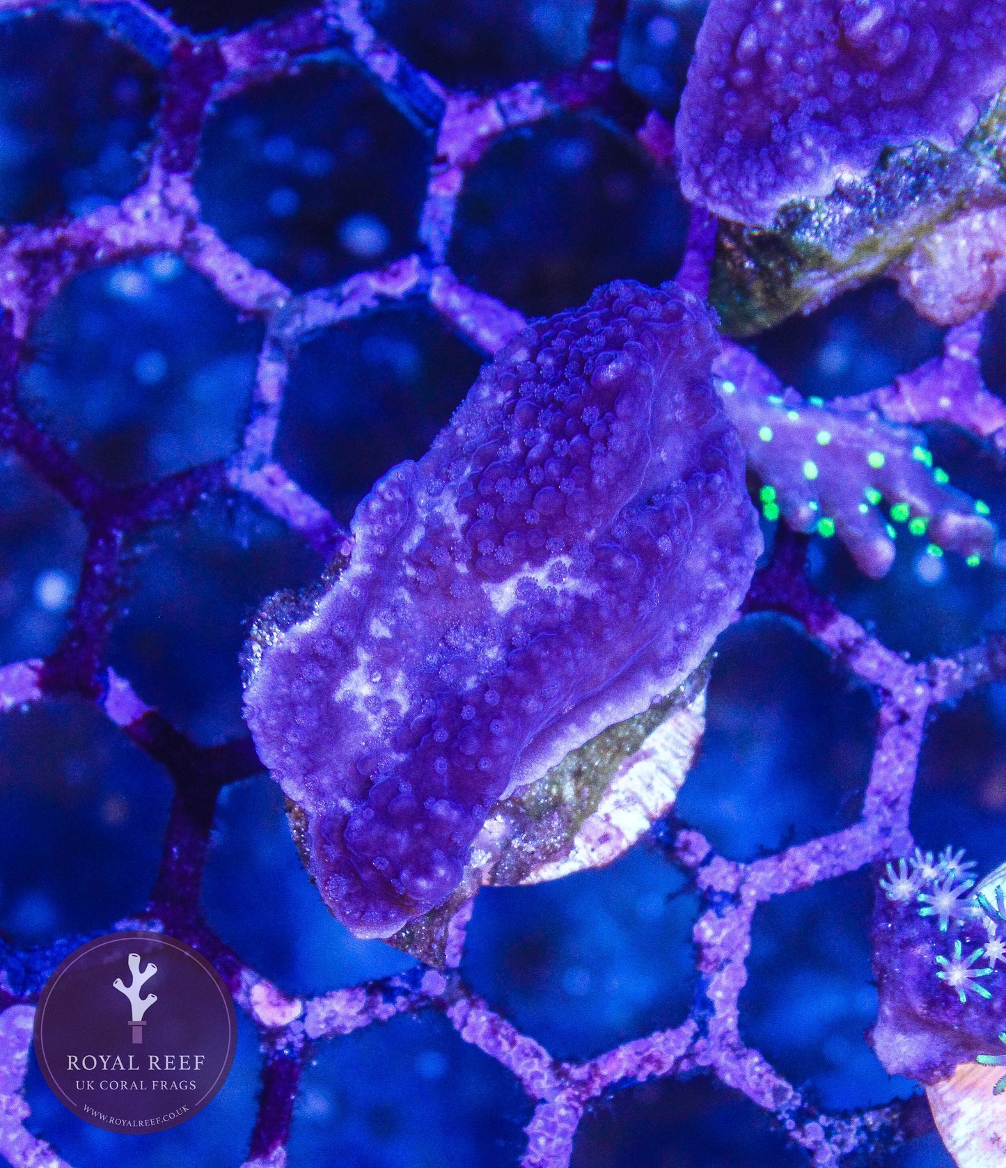 Purple Cadbury Plating Montipora - Royal Reef
