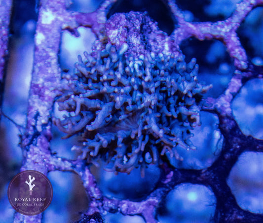 Purple Fuzzy Rhodactis (Single Leaf) - Royal Reef
