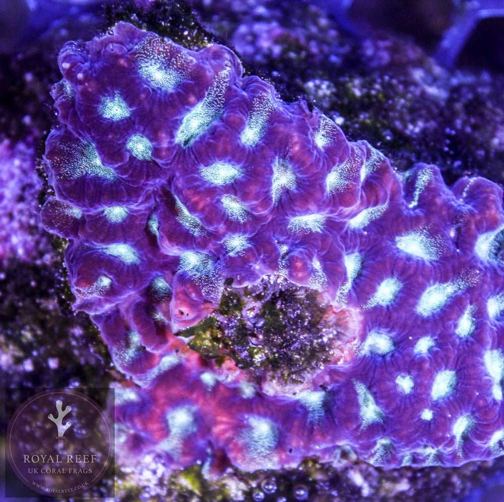 Purple Mint Green eyes Favia - Royal Reef