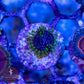Purple Monster Zoa 3+ Heads - Royal Reef