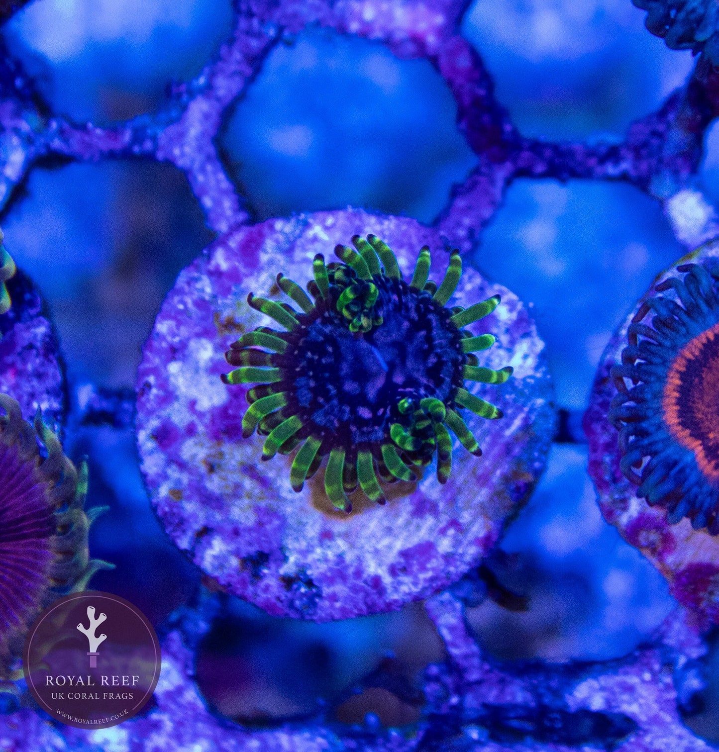 Purple Monster Zoa 3+ Heads - Royal Reef