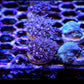Purple Star Polyp - Royal Reef