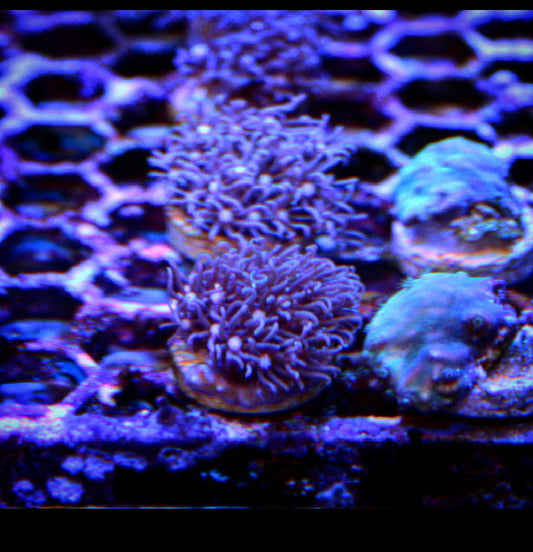 Purple Star Polyp - Royal Reef