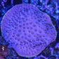 Purple Turbinaria Coral (Yellow Rim) - Royal Reef