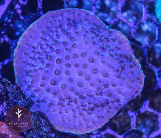 Purple Turbinaria Coral (Yellow Rim) - Royal Reef