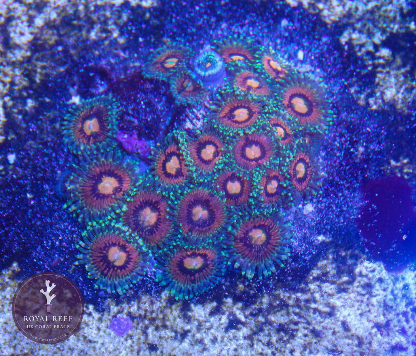 Rainbow Incinerator Zoa 3+ Heads - Royal Reef