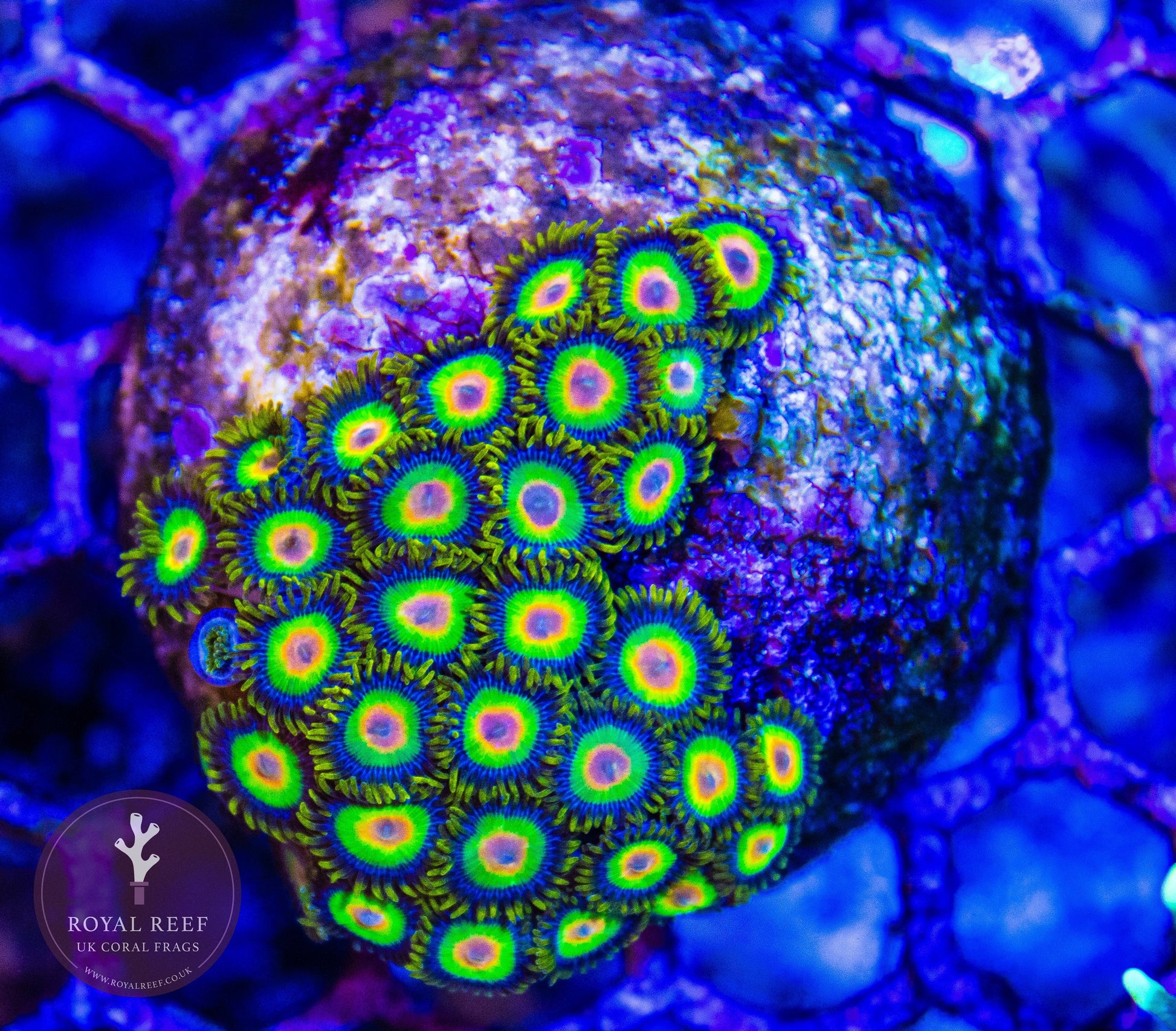 Rasta Zoa 3+ Heads - Royal Reef