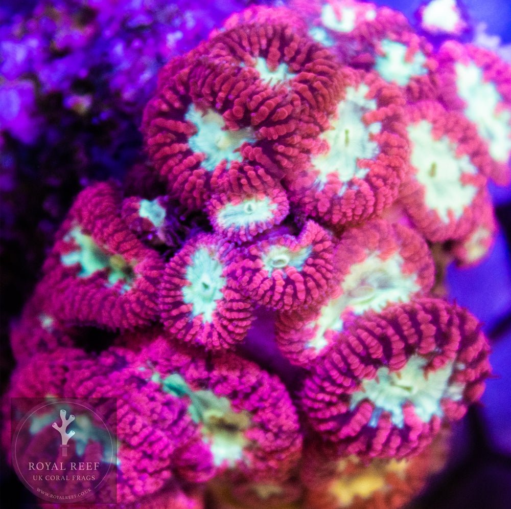 Red Blasto Green-Centre - Royal Reef