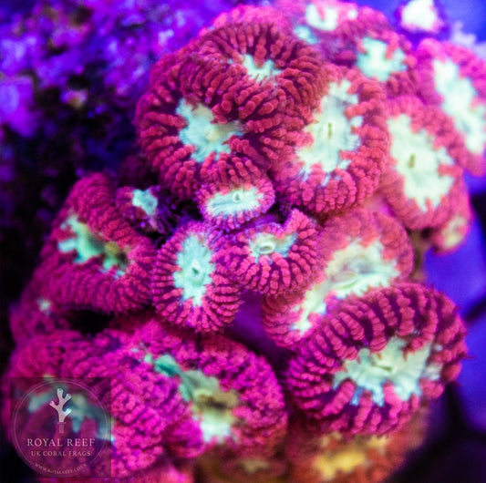 Red Blasto Green-Centre - Royal Reef