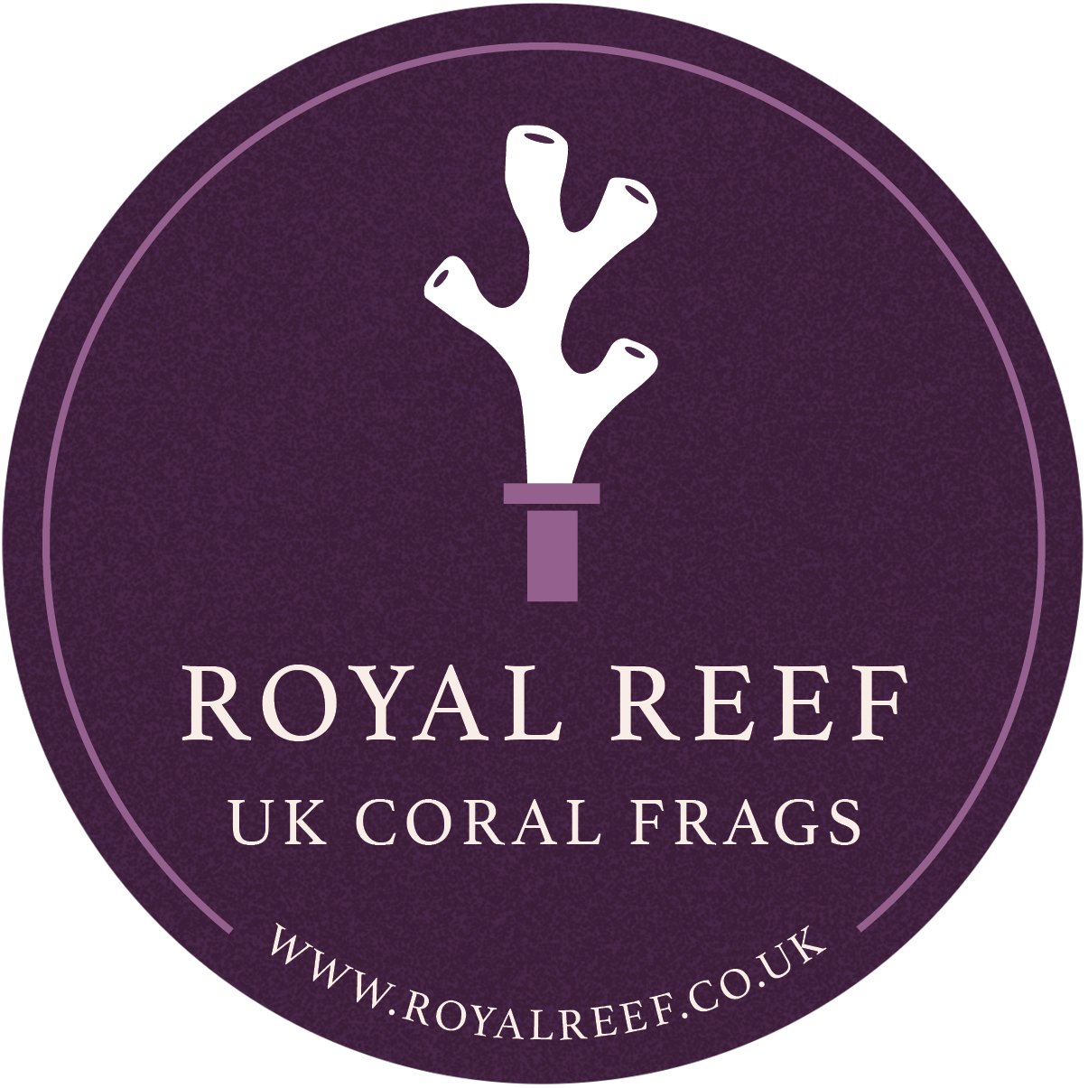 Red Digiata Montipora - Royal Reef