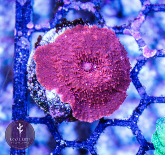 Red Discosoma (Single Leaf) - Royal Reef