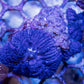 (SPECIAL) PURPLE Rhodactis Mushroom (Single Leaf) - Royal Reef