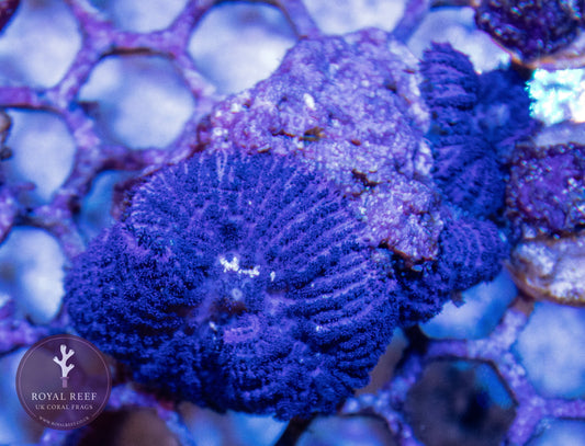 (SPECIAL) PURPLE Rhodactis Mushroom (Single Leaf) - Royal Reef