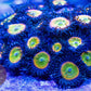 Sunny D Zoa 3+ Heads - Royal Reef