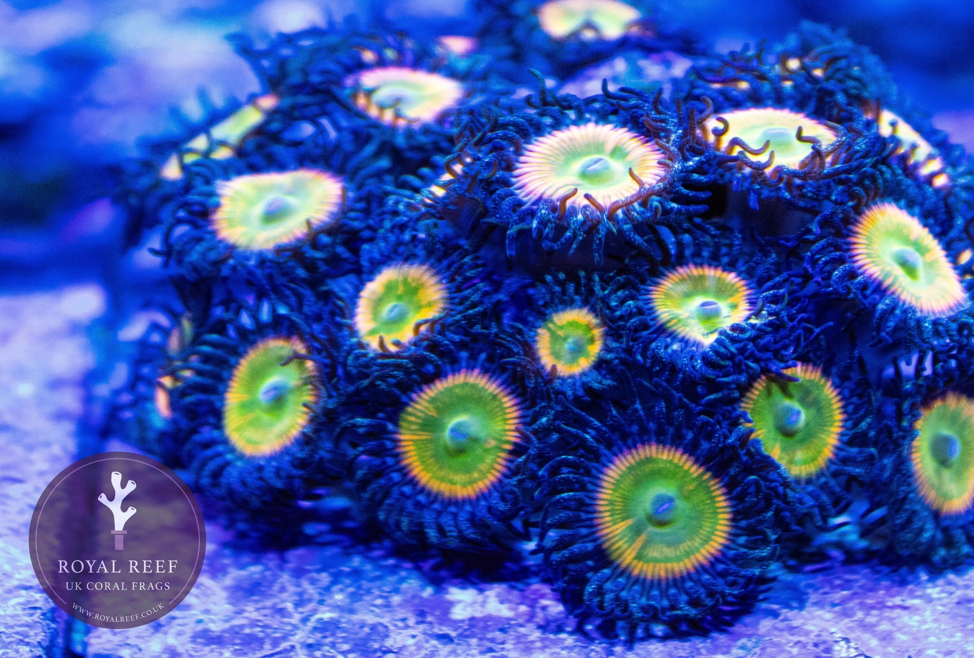 Sunny D Zoa 3+ Heads - Royal Reef