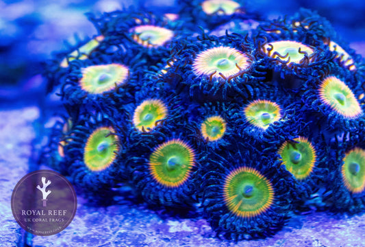 Sunny D Zoa 3+ Heads - Royal Reef